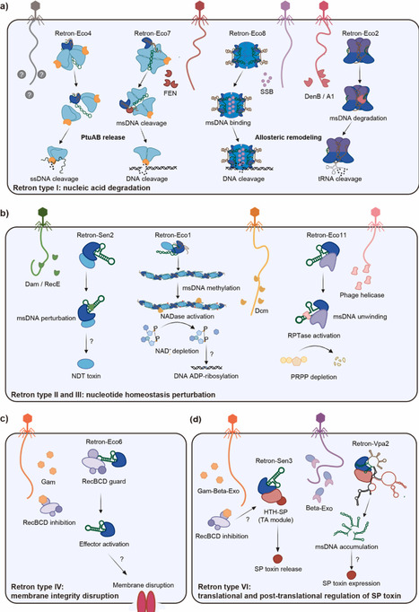Common sensor and diverse effectors: regulation of bacterial antiphage immunity by retron systems | cin | RMH | Scoop.it