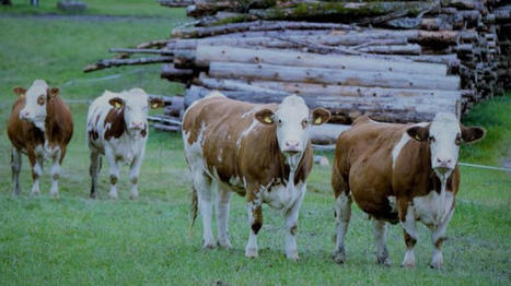 Hausse des abattages de bovins en avril sur un an, sauf vaches laitières | Actualité Bétail | Scoop.it