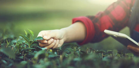 Le monde agricole n’a pas encore pris conscience de tous les avantages du numérique | Elevage et numérique | Scoop.it