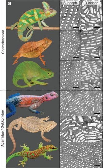 Los cristales fotónicos y el cambio de color de los camaleones | Ciencia-Física | Scoop.it