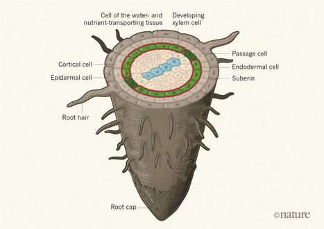 A cellular passage to the root interior | RMH | Scoop.it