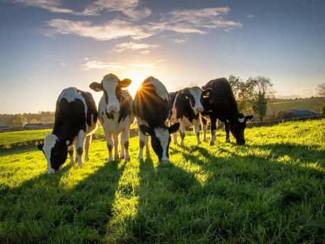 Cows in UK Could Be Given ‘Methane Blockers’ to Cut Climate Emissions - EcoWatch.com | Agents of Behemoth | Scoop.it