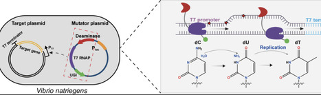 Rapid and Continuous Directed Evolution in Vibrio natriegens Utilizing an In Vivo Hypermutation System | asb | RMH | Scoop.it