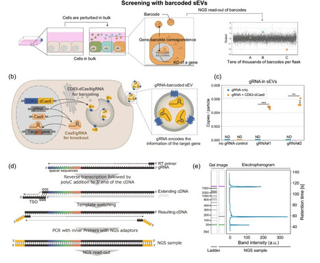 Barcoding of small extracellular vesicles with ...