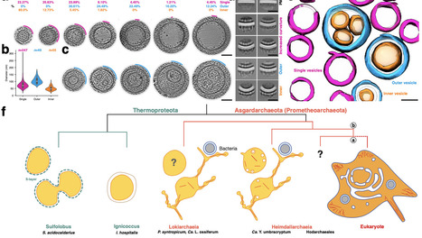 An Asgard archaeon with internal membrane compartments | brvm | RMH | Scoop.it