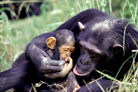 Video: Tracing the Origins of Human Empathy - WSJ.com | Empathy and Animals | Scoop.it