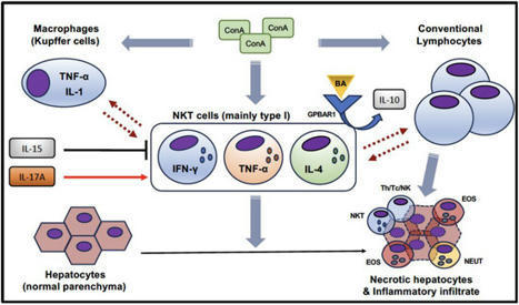Cells | Free Full-Text | Natural Killer T (NKT) Cells in Autoimmune Hepatitis: Current Evidence from Basic and Clinical Research. | AUTOIMMUNITY | Scoop.it