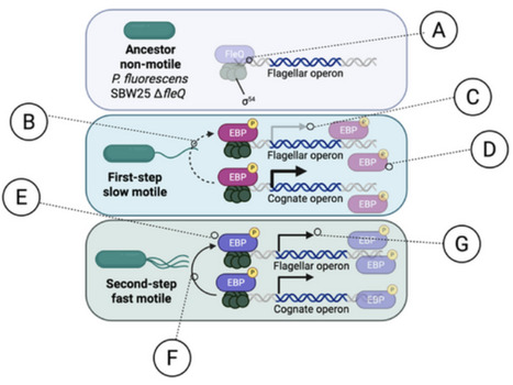 Transcription Factor Promiscuity Drives Regulatory Rewiring and Evolvability in Gene Networks in Bacteria | AdvS | RMH | Scoop.it