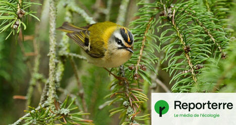 « Créons partout des jardins refuges pour les oiseaux ! » | Vers la transition des territoires ! | Scoop.it