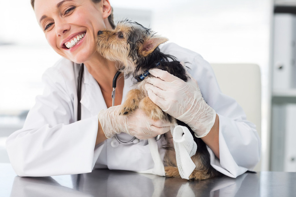 Comment se faire rembourser 100% des frais vétérinaires ?
