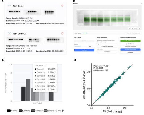 BandQuant: a web application for western blot quantification | bft | RMH | Scoop.it