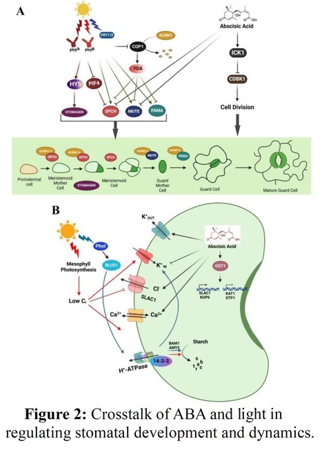 Interplay of Light and ABA signaling to modulate plant development - Review    | Plant hormones (Literature sources on phytohormones and plant signalling) | Scoop.it