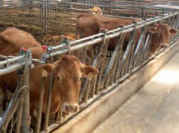 Sommet de l’élevage : Le Président de la République présente les grands axes de sa politique agricole - Ministère de l'agriculture, de l'agroalimentaire et de la forêt | SCIENCES DE L' ANIMAL | Scoop.it