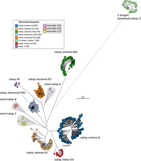 A genomic overview of the population structure of Salmonella | RMH | Scoop.it