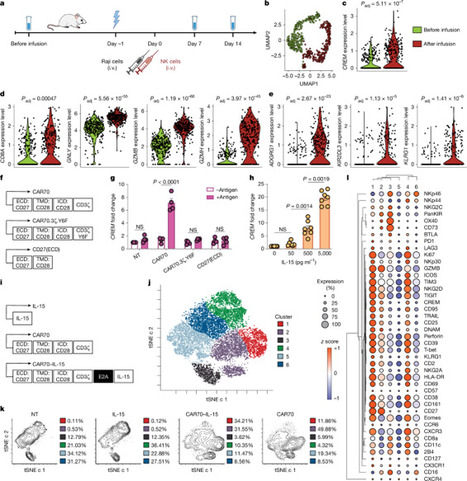 CREM is a regulatory checkpoint of CAR and IL-15 signalling in NK cells -… | Katy Rezvani | 32 comments | Immunology | Scoop.it