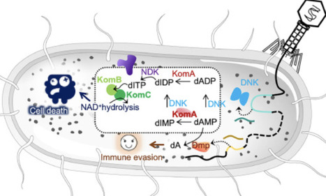 The Kongming defense: Host-pathogen battles take a new face | RMH | Scoop.it
