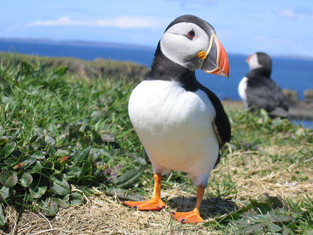 What's a scientist – a poker or a puffin? | Voices in the Feminine - Digital Delights | Scoop.it