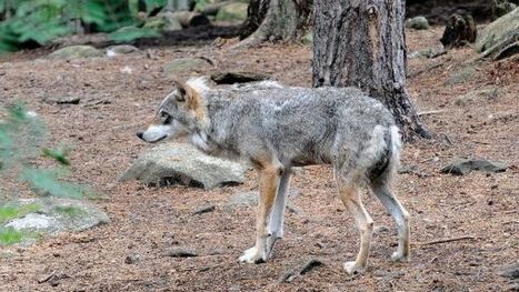 Su&egrave;de: la justice interdit la chasse au loup - RTBF Societe | Pastoralisme Ours Loups Lynx | Scoop.it