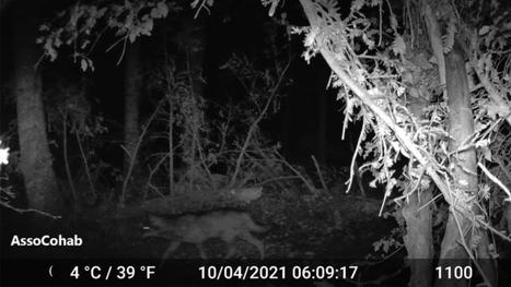 C'est la première apparition avérée du loup dans le Rhône depuis un siècle | Actu Lyon | Histoires Naturelles | Scoop.it