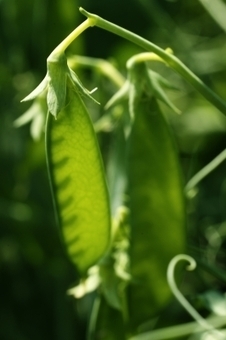 Le g&eacute;nome du petit pois assembl&eacute; pour la premi&egrave;re fois | Life Sciences Universit&eacute; Paris-Saclay | Scoop.it