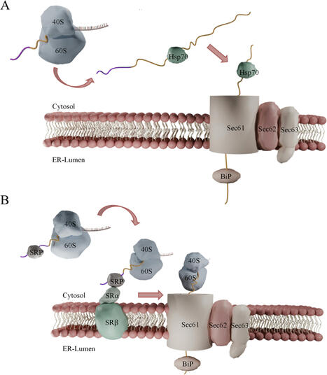 The MFα signal sequence in yeast-based protein secretion: challenges and innovations’ | Amb | RMH | Scoop.it