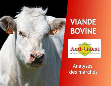 Bovins viande – Les tarifs progressent dans toutes les catégories de marchandise. | Actualité Bétail | Scoop.it