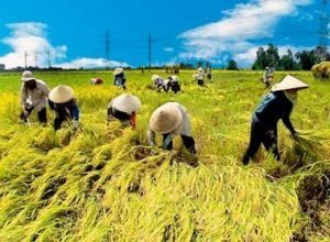 Vietnam plans rice branding initiative | The Asian Food Gazette. | Scoop.it