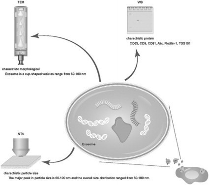 Roles of Exosomes from Mesenchymal Stem Cells in Treating Osteoarthritis | Cellular Reprogramming | Rheumatology-Rhumatologie | Scoop.it