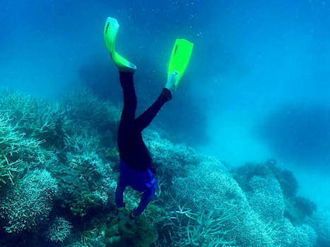 Le monde subit un nouvel épisode massif de blanchissement des coraux | Biodiversité - @ZEHUB on Twitter | Scoop.it