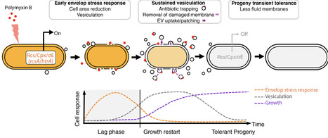 Bacterial extracellular vesicles promote membrane repair and tolerance to polymyxin B | SAdv | RMH | Scoop.it