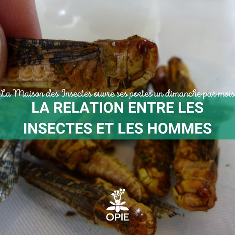 Un dimanche à la Maison des Insectes : l’entomophagie - Le 16 janvier De 11H à 18H | Variétés entomologiques | Scoop.it