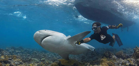 « Les requins aussi possèdent des personnalités » - CNRS Le Journal | Biodiversité | Scoop.it