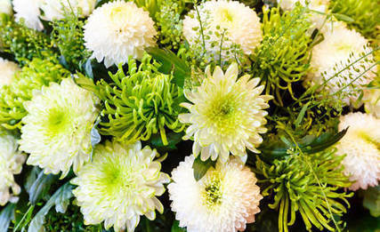 Ostitko marketista t&auml;m&auml;n kukan? Se on superpuhdistaja | 1Uutiset - Lukemisen t&auml;hden | Scoop.it