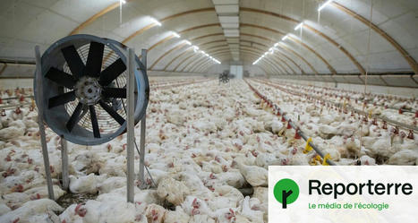 Un million de poulets par an : une ferme-usine en projet dans la Drôme | Attitude BIO | Scoop.it