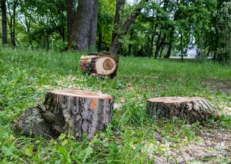 Préservation des sols forestiers : le gouvernement lance son plan d’action | Environnement - Développement durable - Climat | Scoop.it