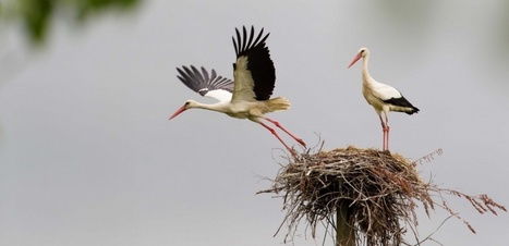 La protection des oiseaux, &ccedil;a rapporte | Biodiversit&eacute; | Scoop.it