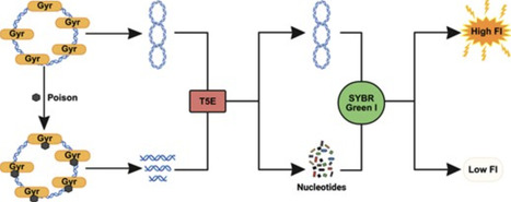 A high-throughput fluorescent DNA cleavage assay for discovering bacterial DNA gyrase poisons | nar | RMH | Scoop.it