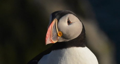 Aux Sept-Îles, le Macareux moine revient pour nicher  | Les oiseaux au gré du vent | Scoop.it