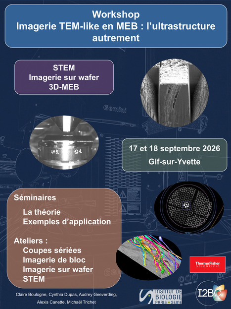 Workshop in Sept. @I2BC: Come & Explore the Many Facets of Scanning Electron Microscopy | I2BC Paris-Saclay | Scoop.it