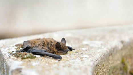 "Des chauves-souris dans mon bâti" : les agriculteurs des Hauts-de-France invités à répondre à une enquête | Biodiversité | Scoop.it