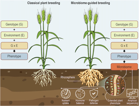 Plant breeding trials should include the belowground microbiome | npj | RMH | Scoop.it