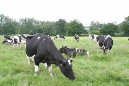 Prim'Holstein : le progrès génétique en lait va ralentir | Lait de Normandie... et d'ailleurs | Scoop.it