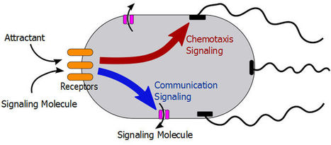 Cell-cell communication enhances bacterial chemotaxis toward external attractants | RMH | Scoop.it