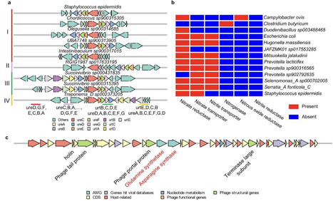 Genome-resolved multi-omics provide new insights into microbial nitrogen utilization by the rumen microbiota | Mbm | RMH | Scoop.it