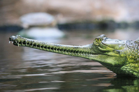 Rivers or grave yards? The woes of the Indian gharial and Gangetic dolphin in the Yamuna River | BIODIVERSITY IS LIFE  – | Scoop.it