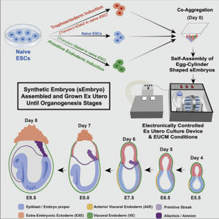 Post-gastrulation synthetic embryos generated ex utero from mouse naive ESCs | SynBioFromLeukipposInstitute | Scoop.it