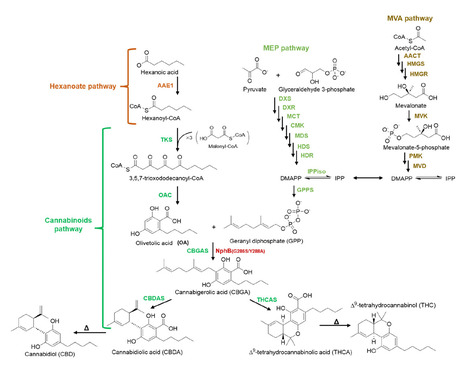 Original Paper in Catalysts &bull; Desgagn&eacute;-Penix & Germain Labs 2026 &bull;&nbsp;Functional Expression of the Aromatic Prenyltransferase NphB in Chlamydomonas reinhardtii Highlights Challenges in Cannabinoid Bio... | Originals | Scoop.it