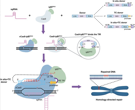 Transposase-Assisted Donor Tethering Boosts Large-Fragment HDR in Plants | advS | RMH | Scoop.it