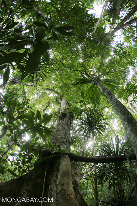 What’s ahead for rainforests in 2016? 10 things to watch | RAINFOREST EXPLORER | Scoop.it