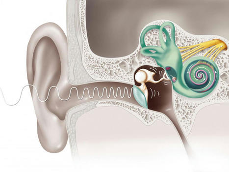 Journée mondiale de l’audition : régénérer les cellules de l’ouïe chez la souris | Revue de presse Implant Cochléaire | Scoop.it